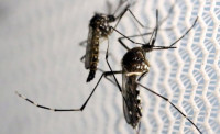 zika virus experimental investigation
