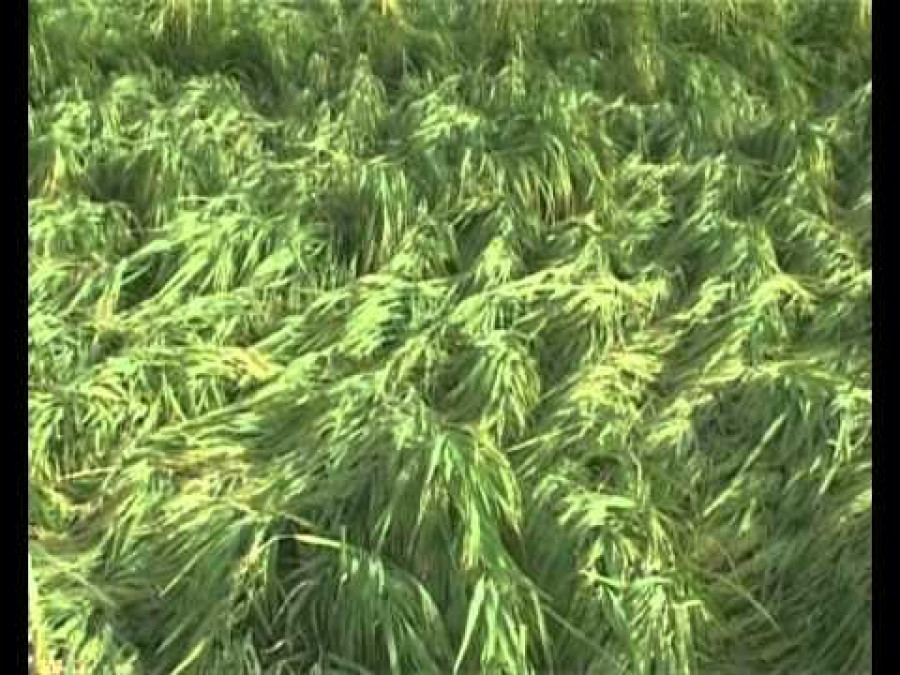 Hail destroys paddy in Khotang villages