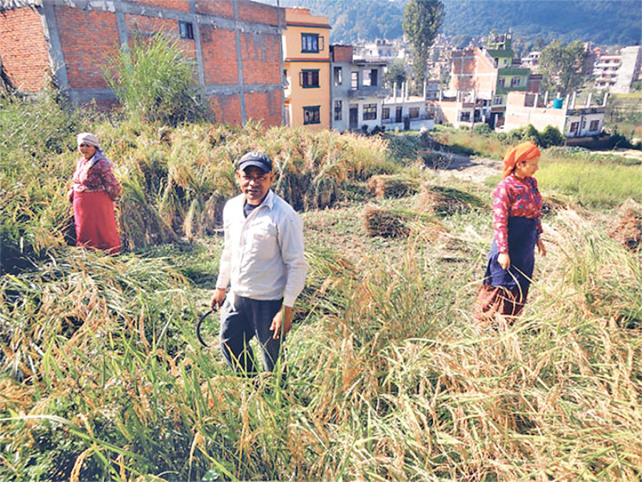 Shrinking paddy fields raise food deficit fears