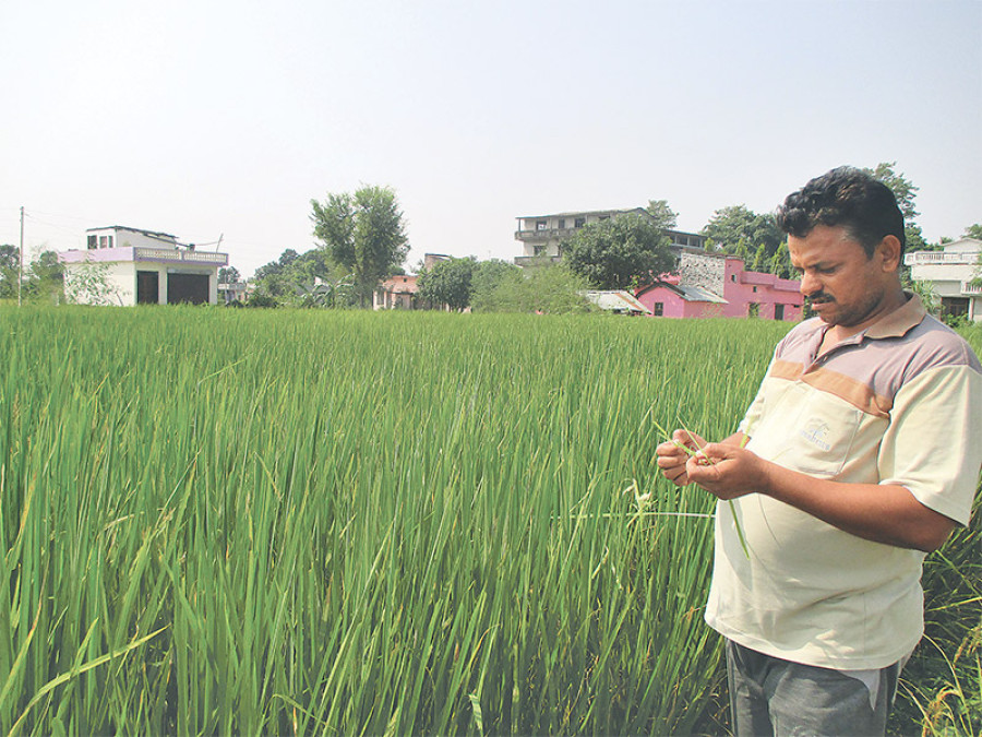 Farmers upset as rice plants fail to produce kernels