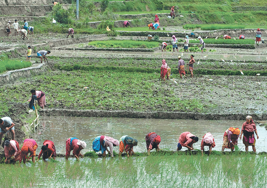 Parched Tarai: Renewed monsoon cheers farmers