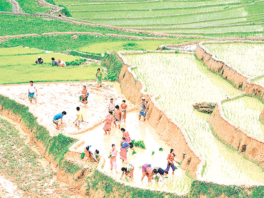 Spring paddy acreage to be expanded by 200k hectares