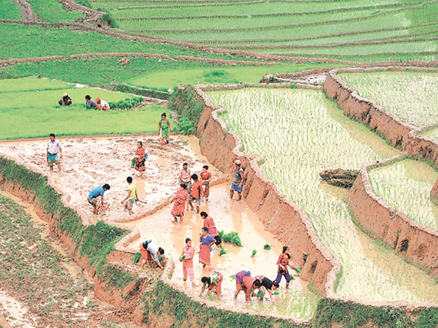 Bumper paddy harvest likely due to fast pace of transplantation