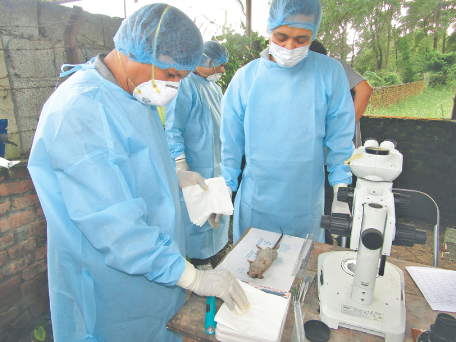 Epidemiologists study mice for scrub typhus vectors
