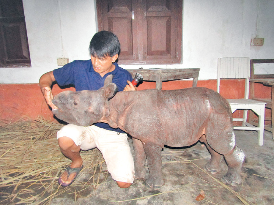 Two injured rhino calves rescued in CNP