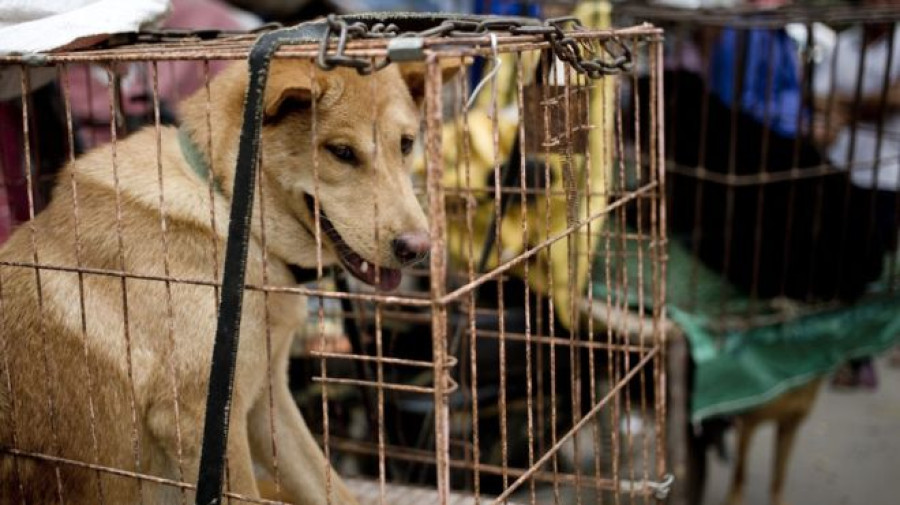 Yulin dog meat festival begins in China amid widespread criticism