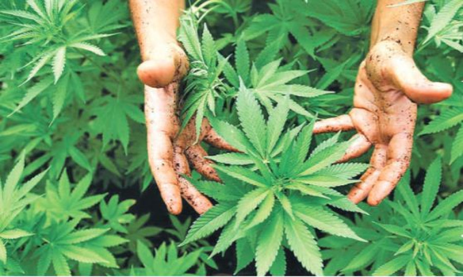 In defence of Nepal’s ‘Miracle Plant’