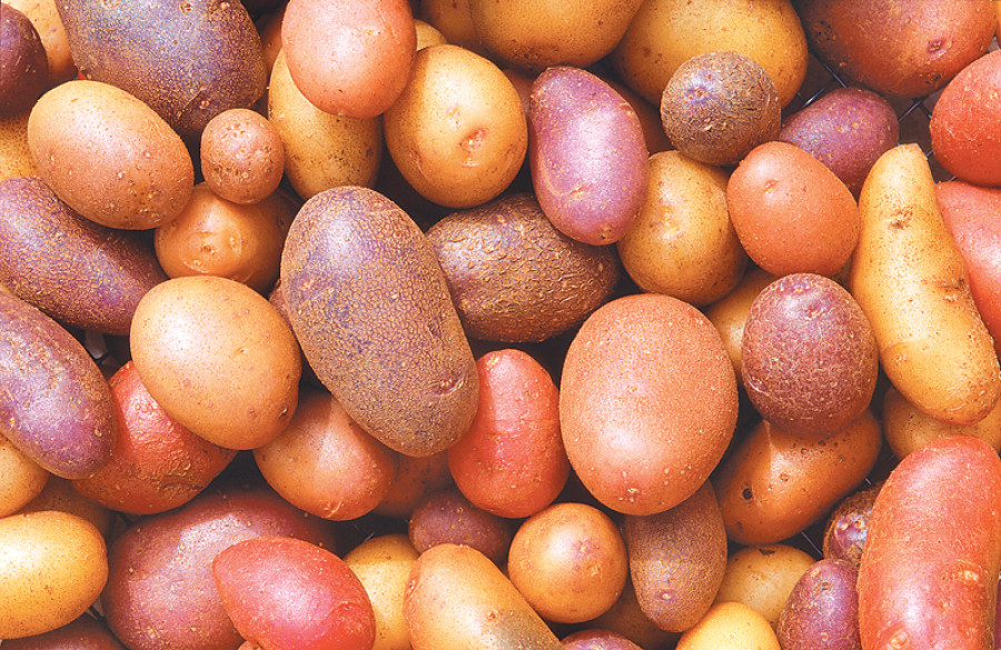 Potato production down 40 percent in Makwanpur