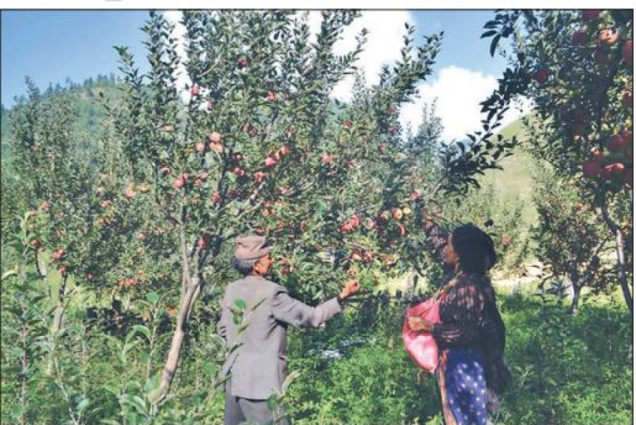 Apple farmers upbeat as floor price doubles