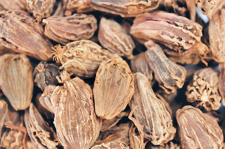 Drop in cardamom prices worries Lamjung farmers