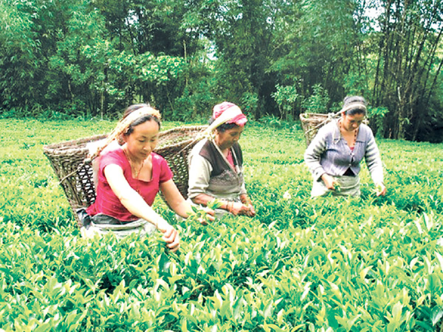 Jhapa tea auction centre yet to come into operation