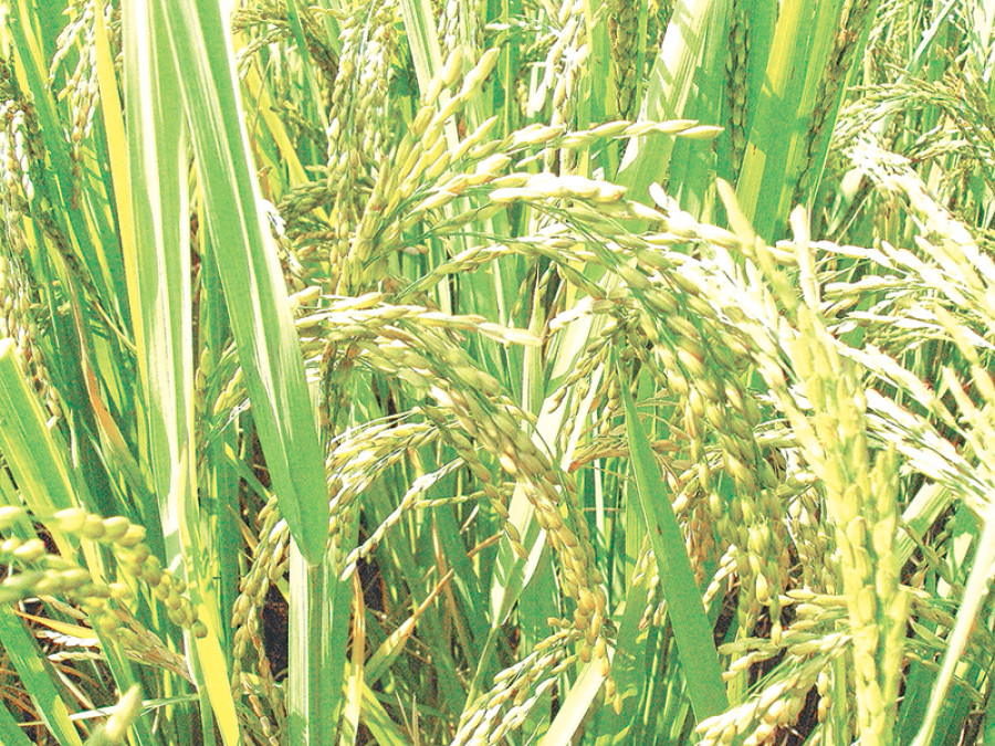 Govt sets support price for paddy
