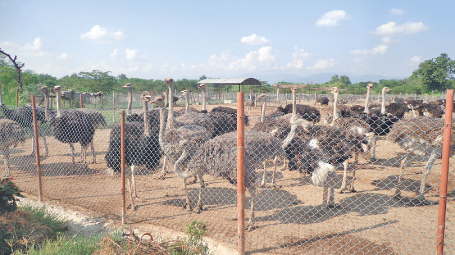 Ostrich meat steadily gaining in popularity