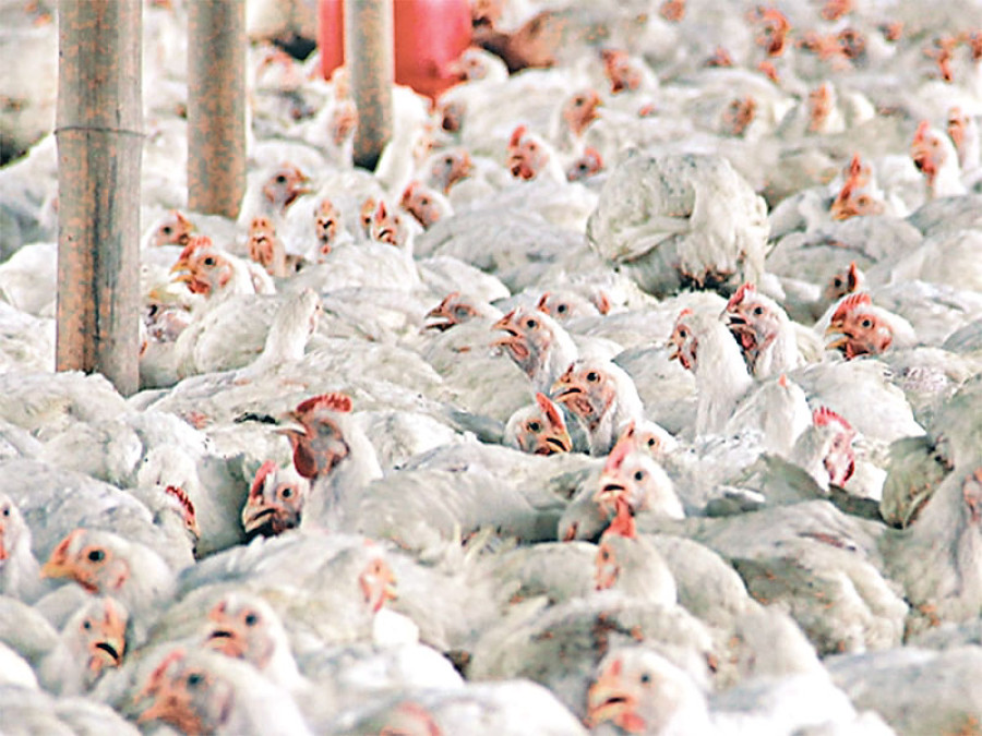 Blockade adds to woes of poultry farmers