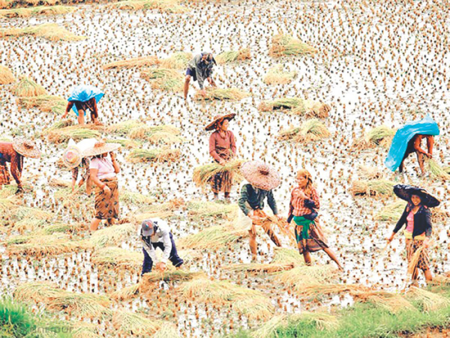Govt implements farm modernisation project