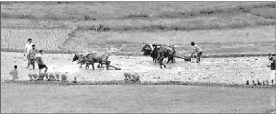 Rice imports from India jump to Rs13.43 billion