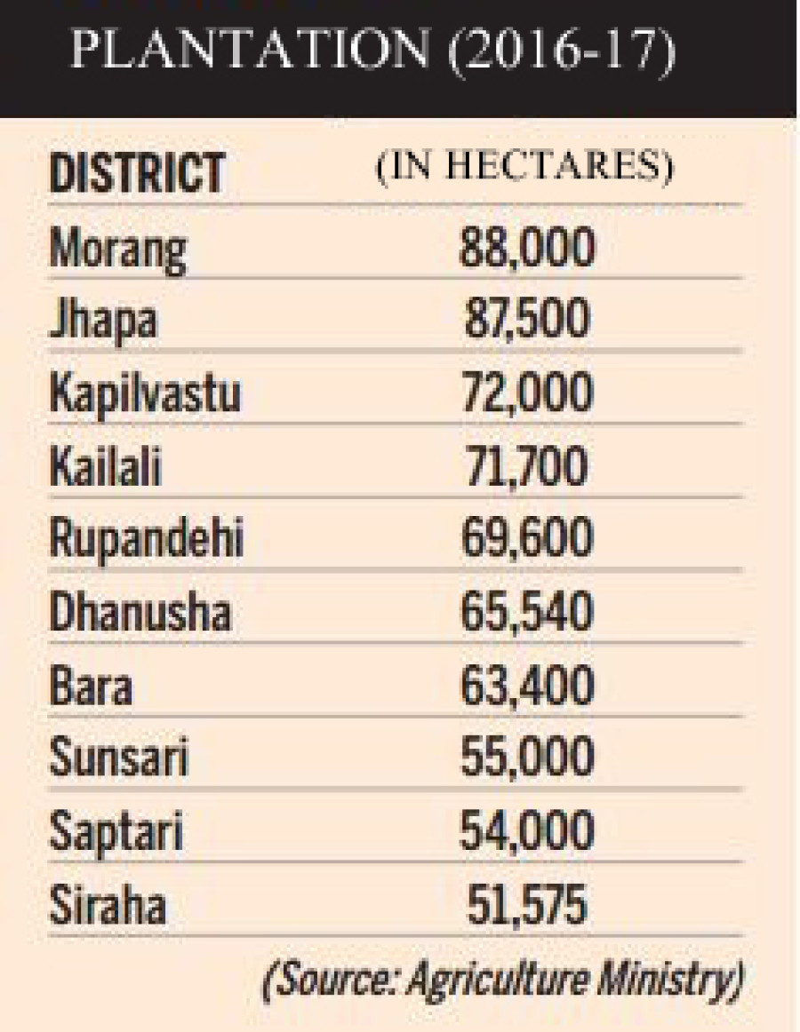 Morang overtakes Jhapa in terms of largest paddy producing area