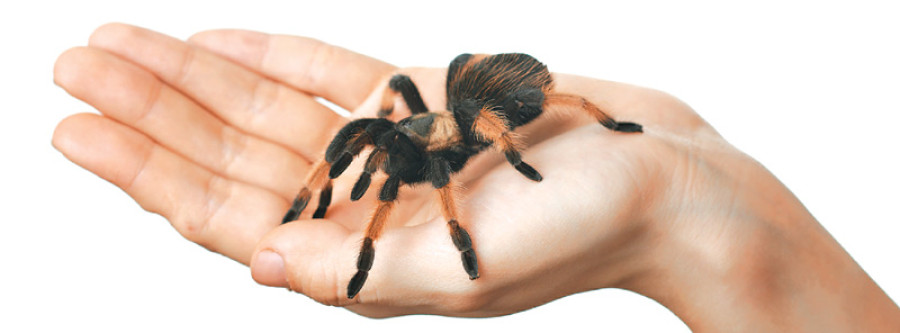 Treating complex phobias 