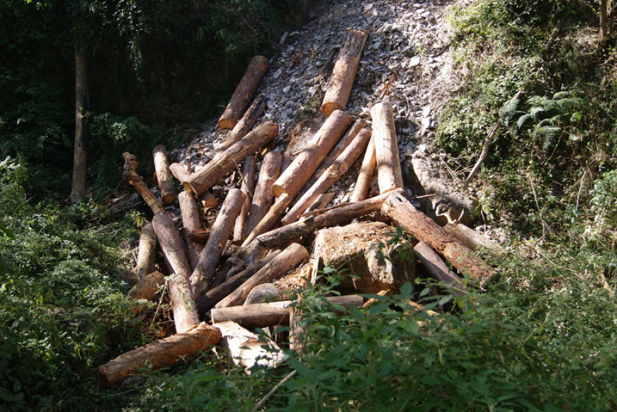 Pine trees vanishing from Doti forests