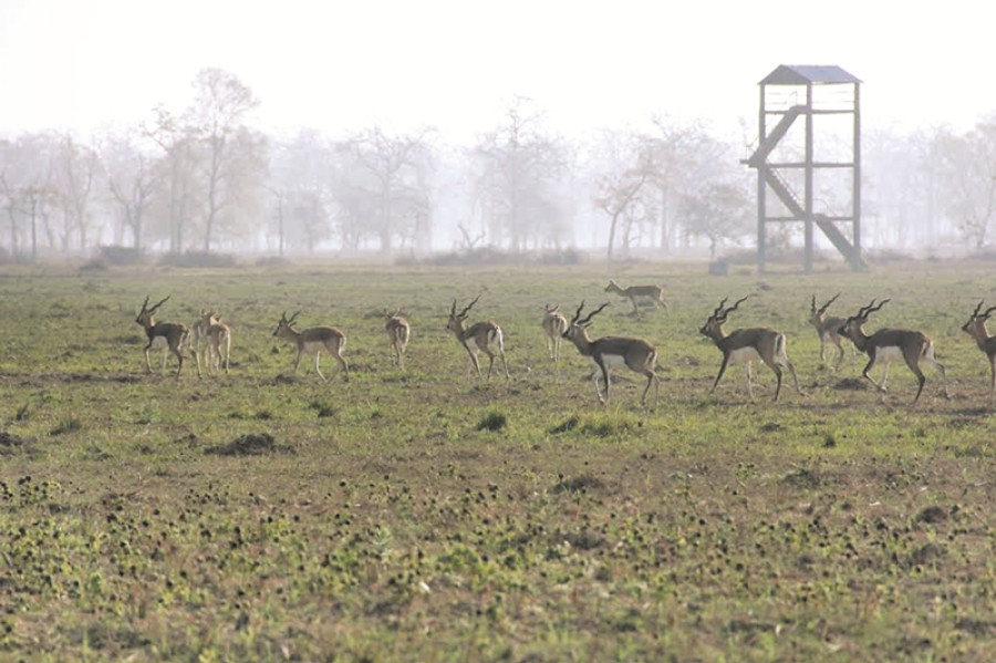 A ballad for Bardiya