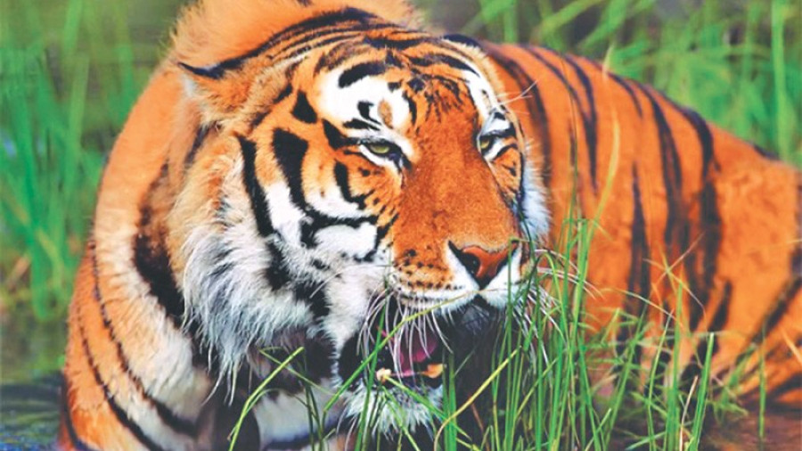 Nepal and India Count their Bengals in Tiger Census