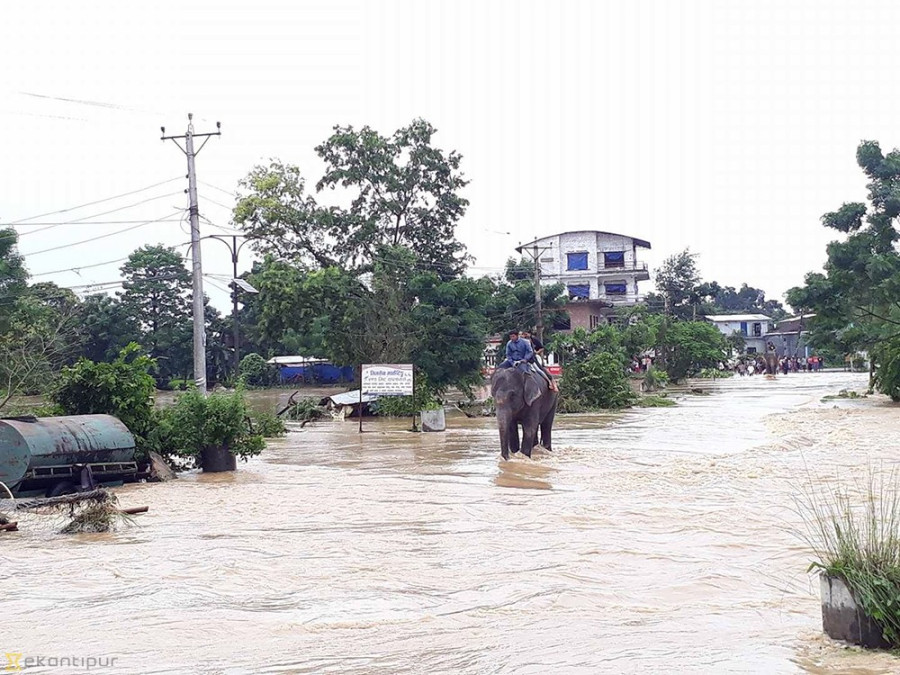 Elephants used for rescuing tourists stranded in Sauraha floods
