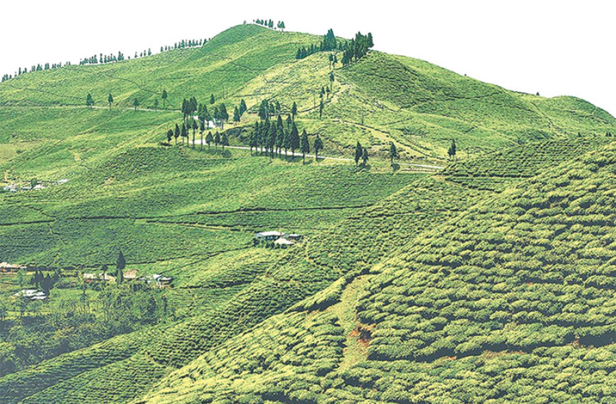 Demand for green tea outstrips production