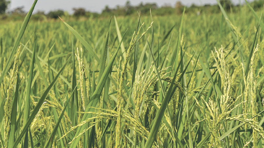 Yield-based insurance scheme available for spring paddy cultivators