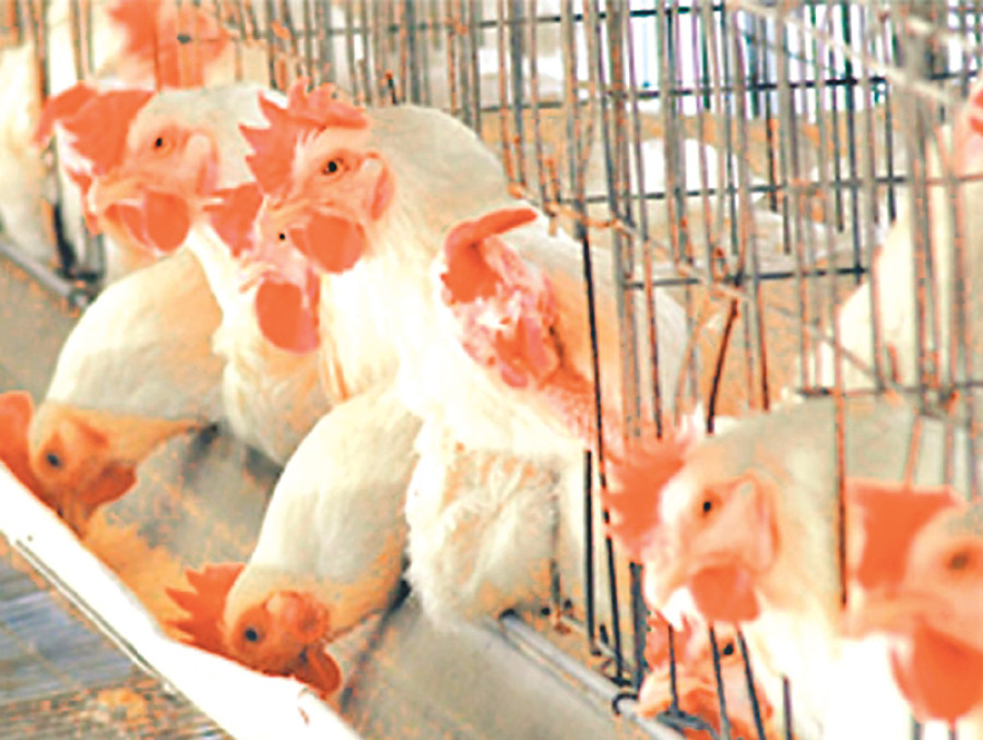 Chitwan taking measures to check bird flu