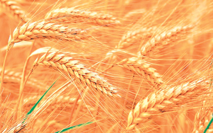 Rupandehi sees surge in wheat production