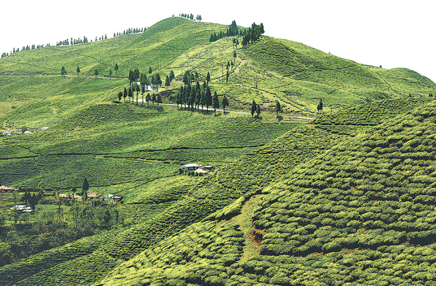 Ilam face shortage of tea leaves for production