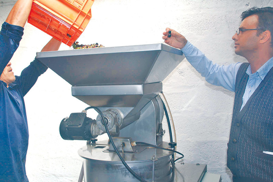 Chitlang olive output set to shrivel by 85pc