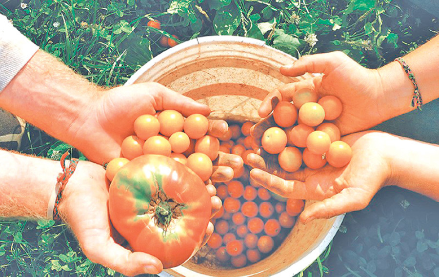 Farmers embrace organic farming in Makwanpur