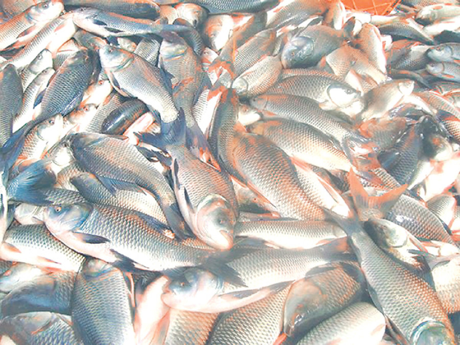 Lack of fries hurting fish farming prospects