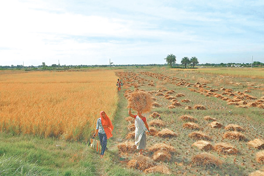 Paddy output shrivels 9pc in eastern region