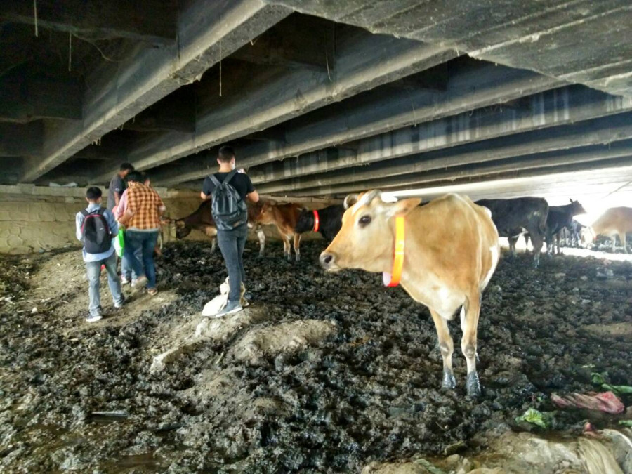 Stray animals get reflective collar to prevent accidents 