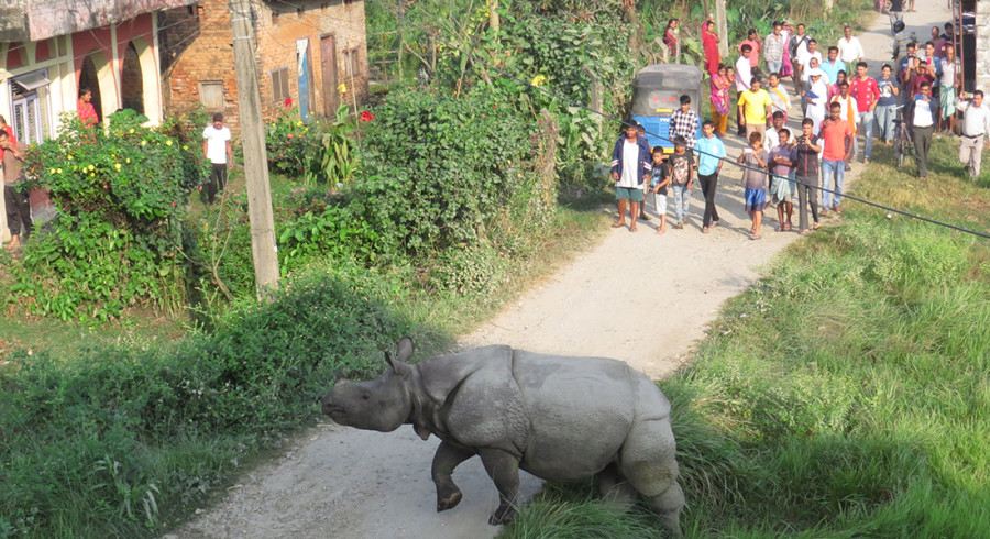 CNP rhino enters settlement