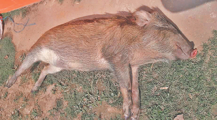 Poaching, smuggling on rise in Chure area 