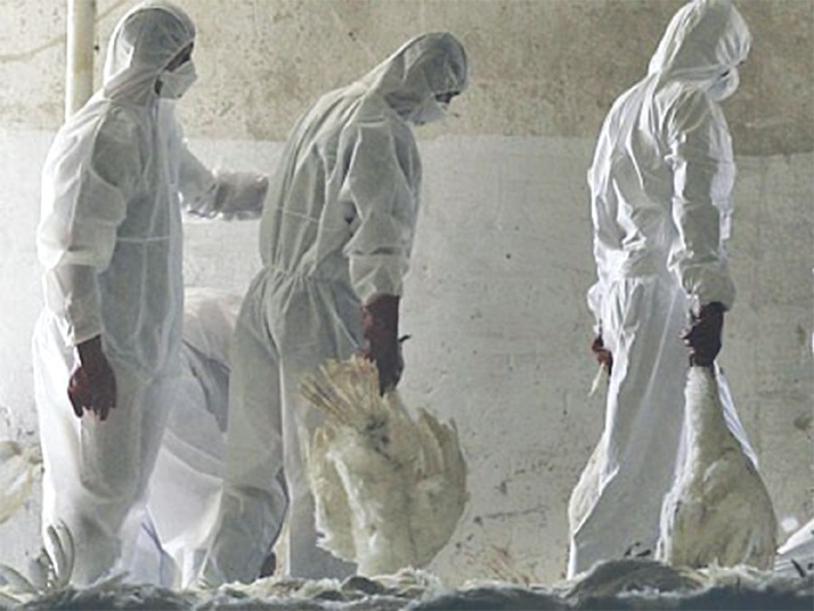Bird flu detected in Chitwan 