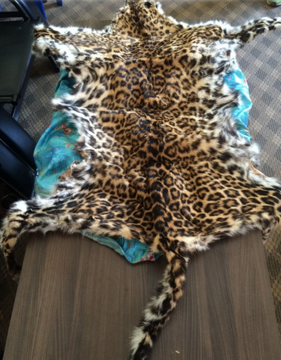 Community forest chairman among 3 held with leopard hide