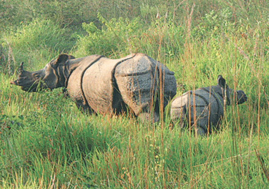 Chitwan Park boosts security of wildlife