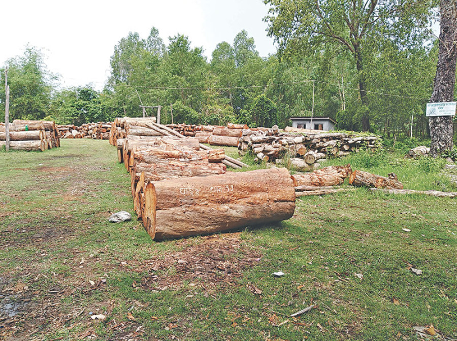 Trees worth Rs 10m ‘illegally cut down’ in Morang forest