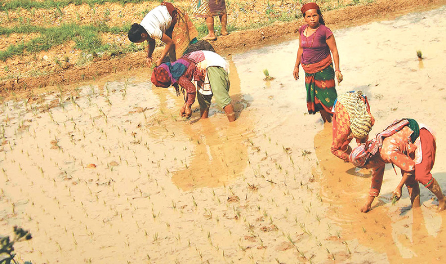 Farmers prefer buying rice to planting spring paddy