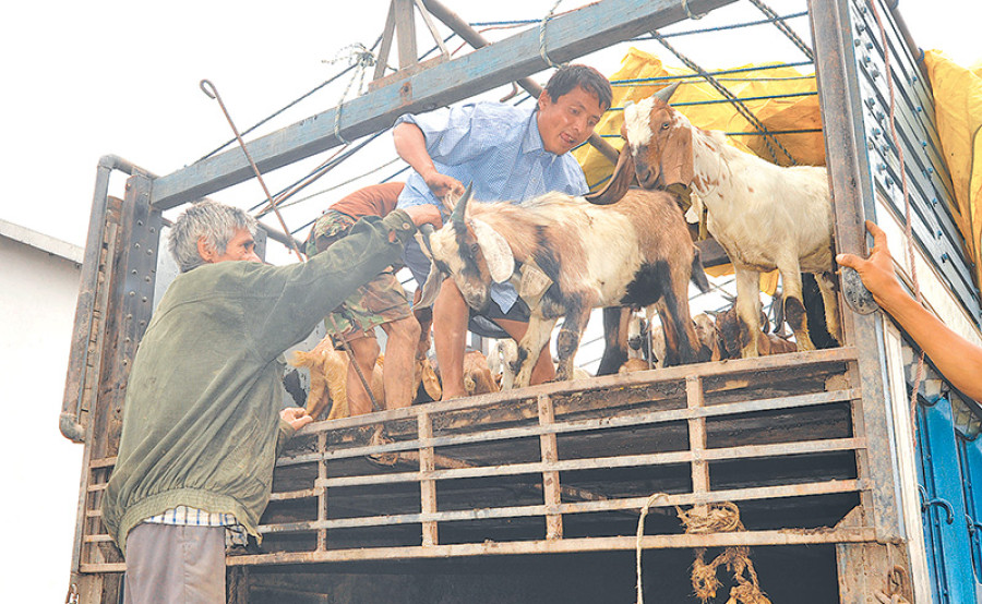 City to receive 2,000 goats for Dashain