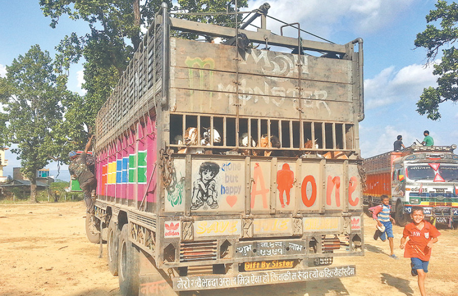 Dashain shopping: Thousands flock to livestock markets