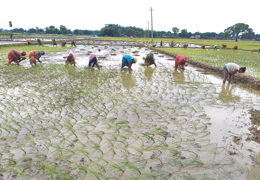Paddy acreage likely to swell due to good rains