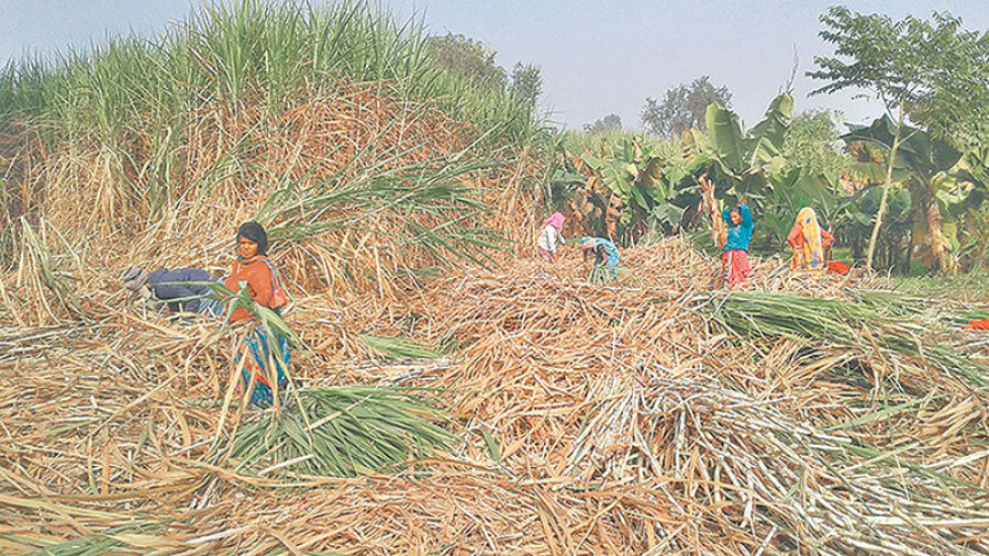 Mills fail to pay cane farmers yet again