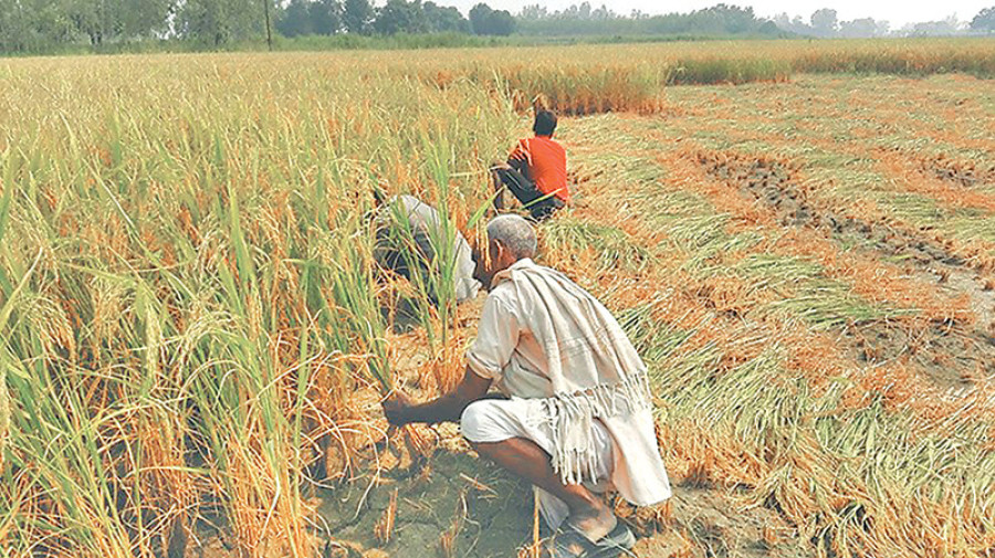 NFC misses procurement target due to low prices