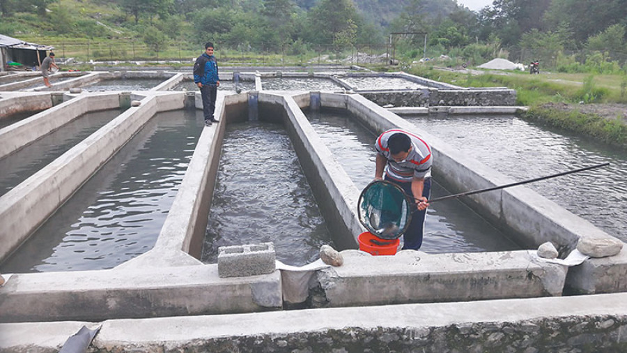 Trout farming becomes big business in Helambu