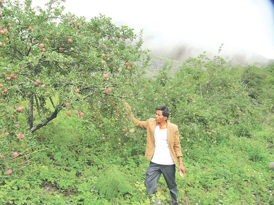 Mugu apple farmers expect bleak harvest